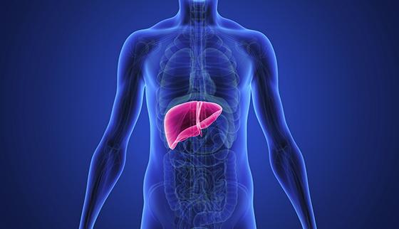 Understanding the ‍Role of the ‌Liver in Overall Health