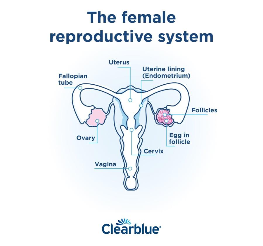 ovulation