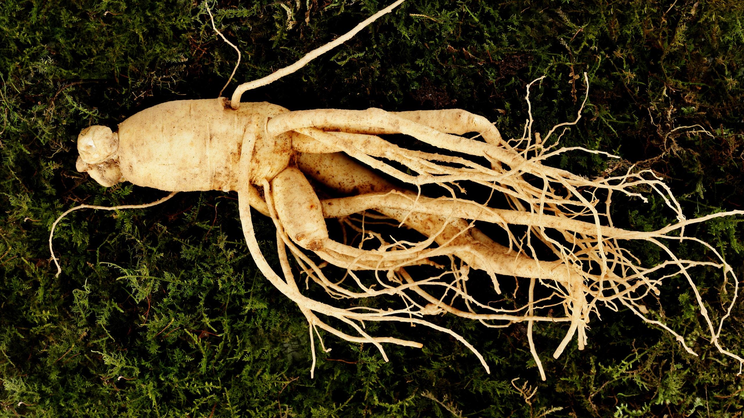 ginseng benefits