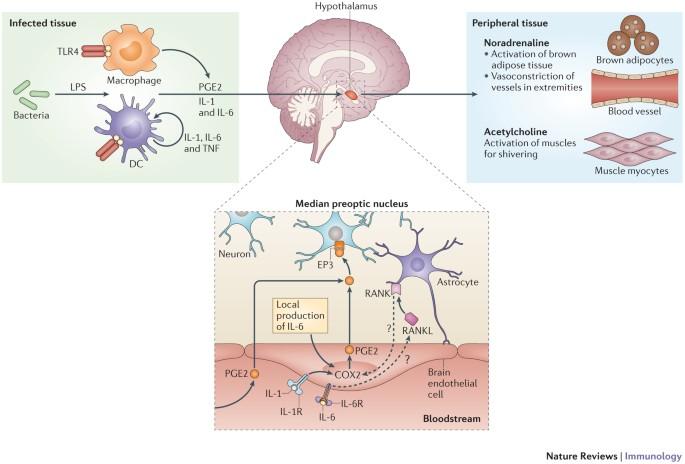 Understanding the Science Behind ⁤Fever Responses