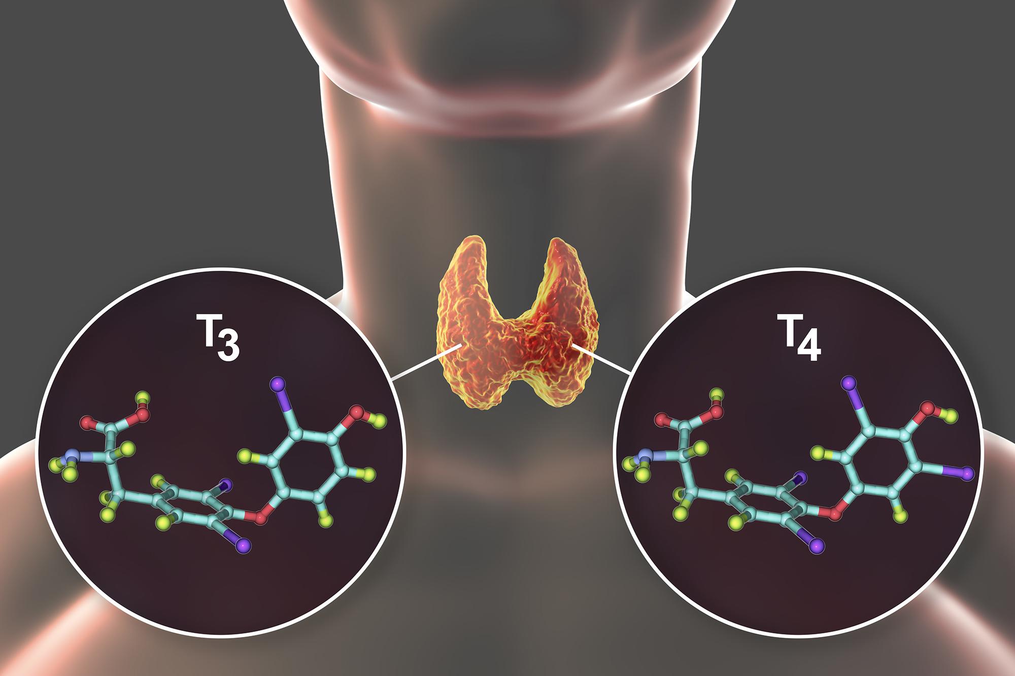 thyroid hormone