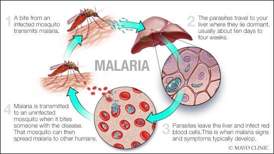 malaria