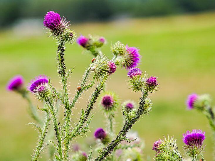 Unlocking the Power of Milk Thistle for Liver Health