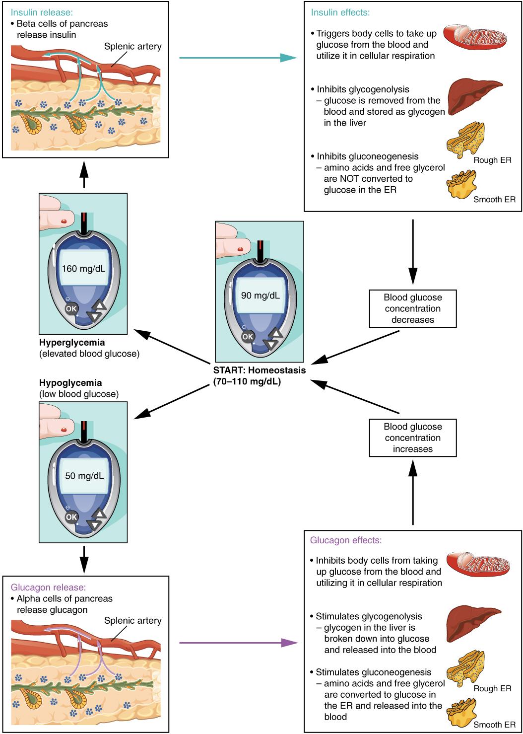 blood glucose levels