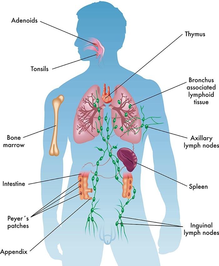 immune system