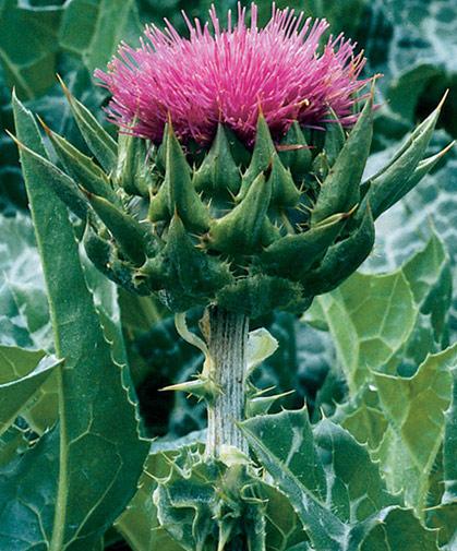 milk thistle benefits