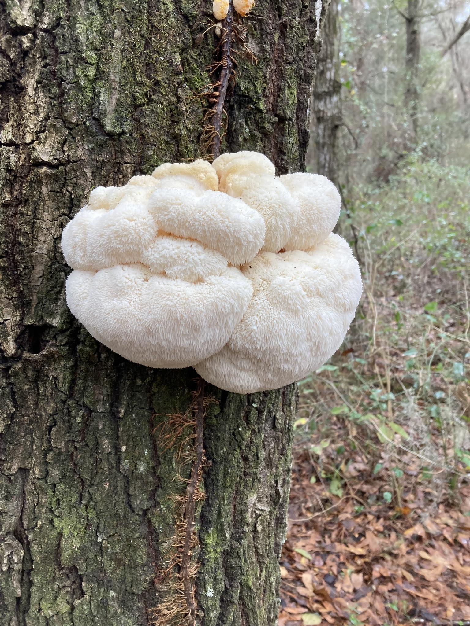 lion’s mane benefits