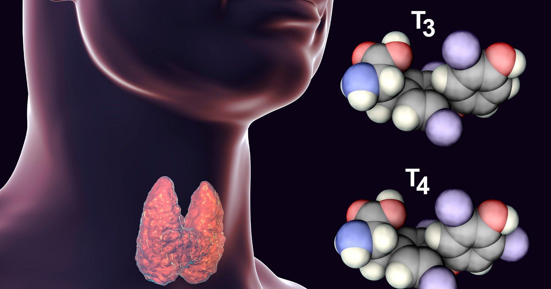 thyroid hormone