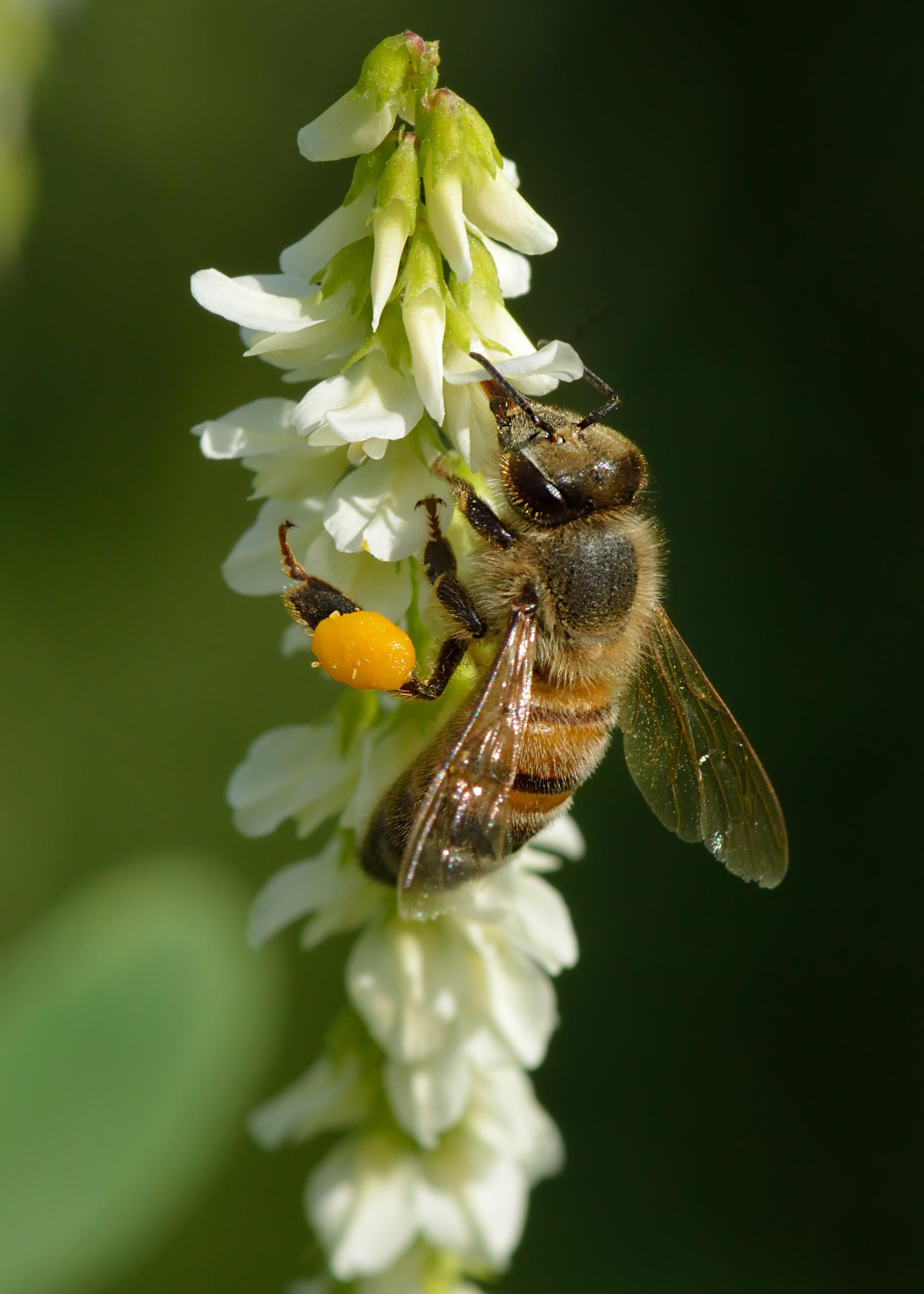 bee pollen