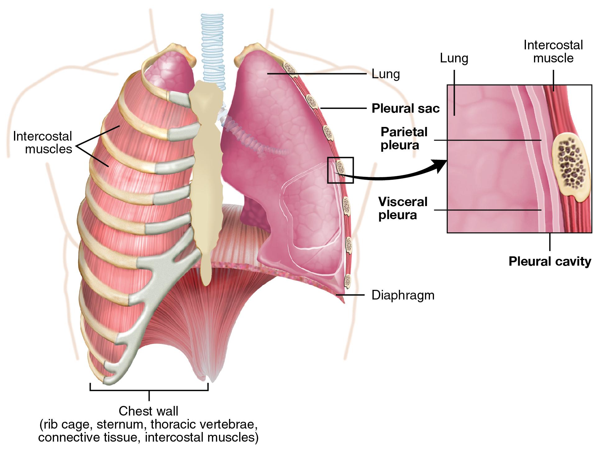 overactive‍ bladder