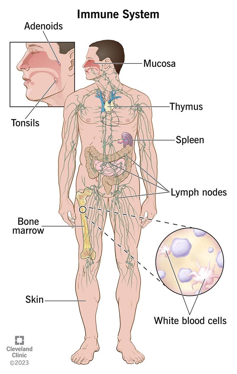 Understanding the ⁤Immune Response: How Allergies Develop